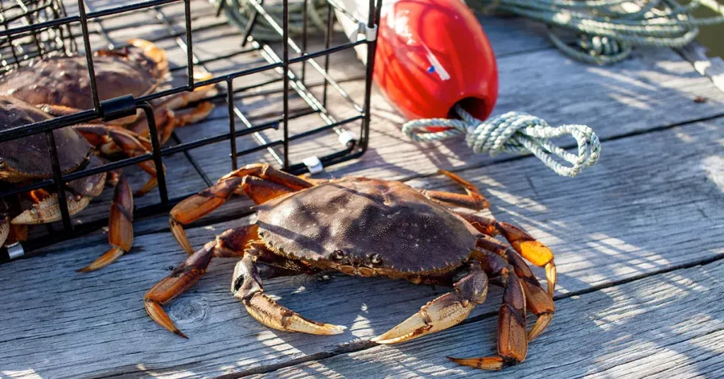 0 featured 2022 08 5 best crab traps