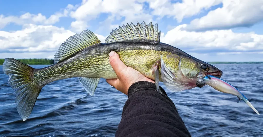 0 featured 2022 07 best ice fishing lures for walleye